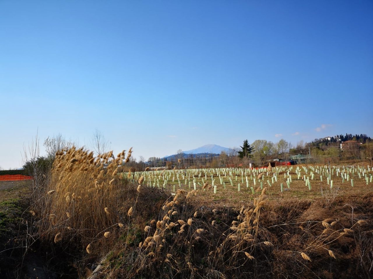 7 mila nuovi alberi piantati in città Ma l’esperto dice: molti moriranno
