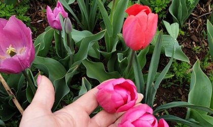 Al via la raccolta dei tulipani coltivati dagli studenti dell'Efp Sacra Famiglia di Seriate