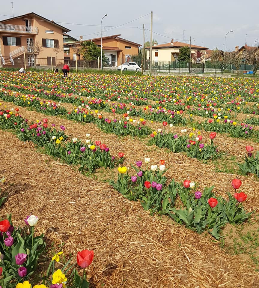 Risate e yoga in mezzo ai fiori Finalmente è sbocciata Tulipania