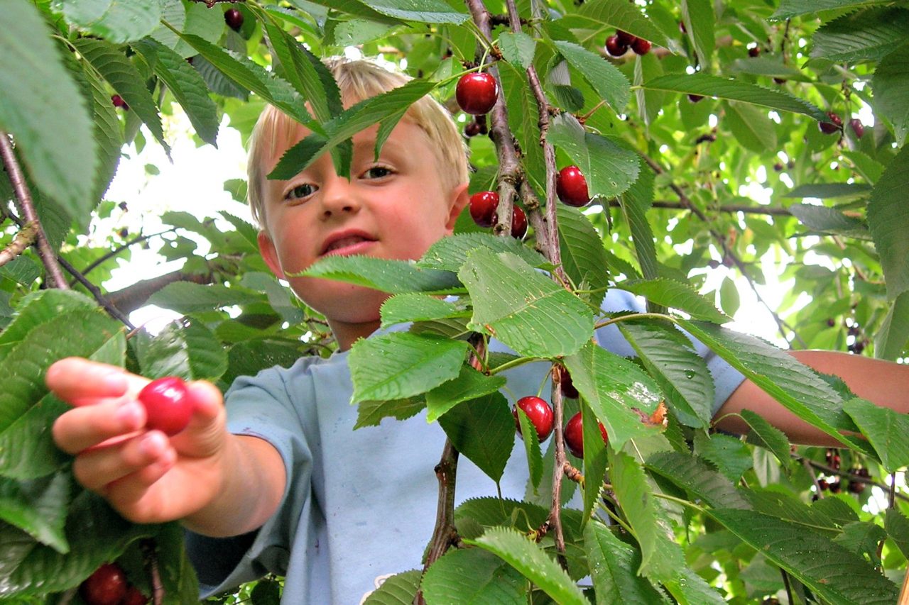 Fiori e frutti colti dal consumatore Spesa self service e a cielo aperto