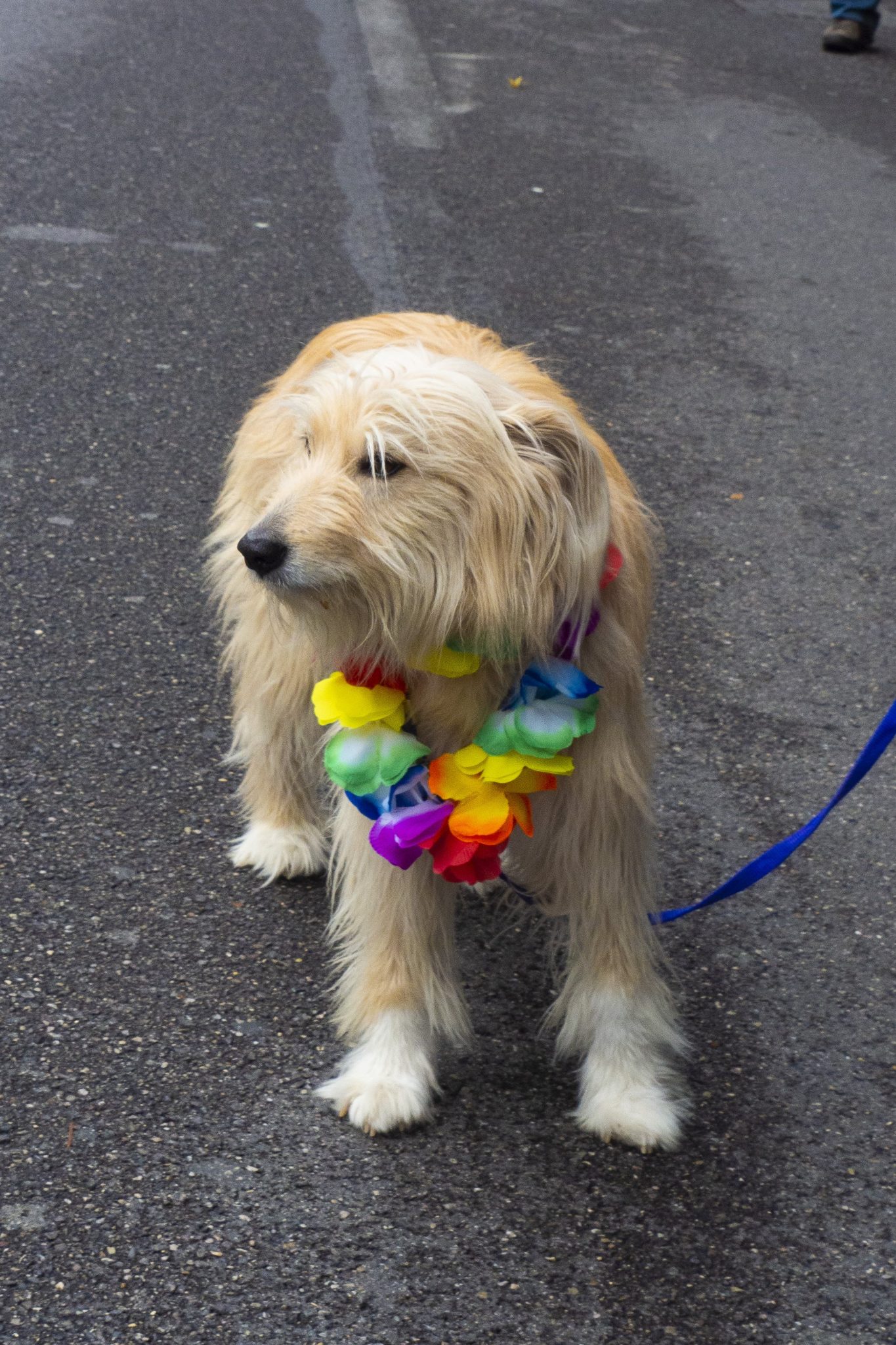 2019 Bergamo Pride Dog051919