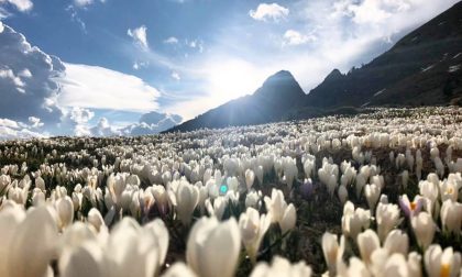 Fiori, montagne e sole a Roncobello - Claudia Boffelli