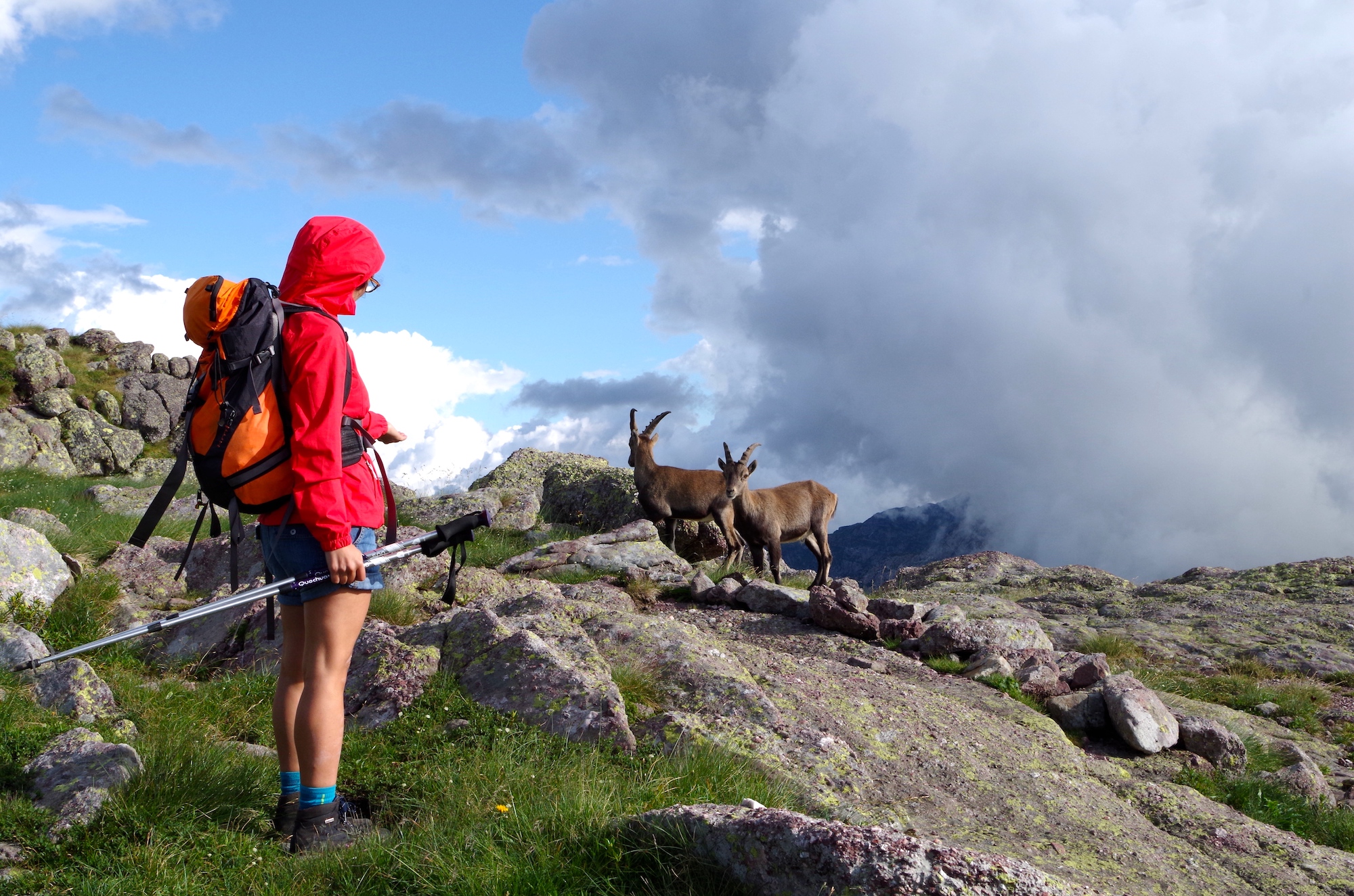 Stambecchi al rifugio Grassi