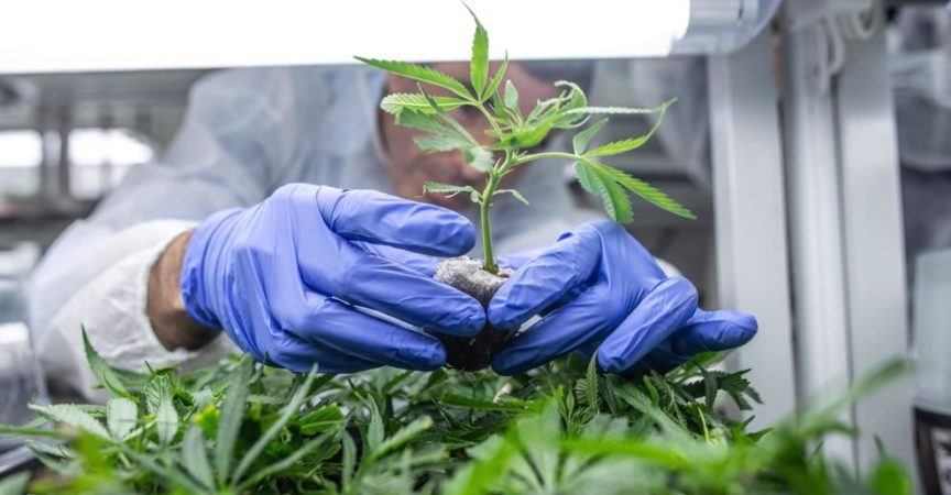 Cannabis light: stop alla vendita Pare di sì, ma forse anche no