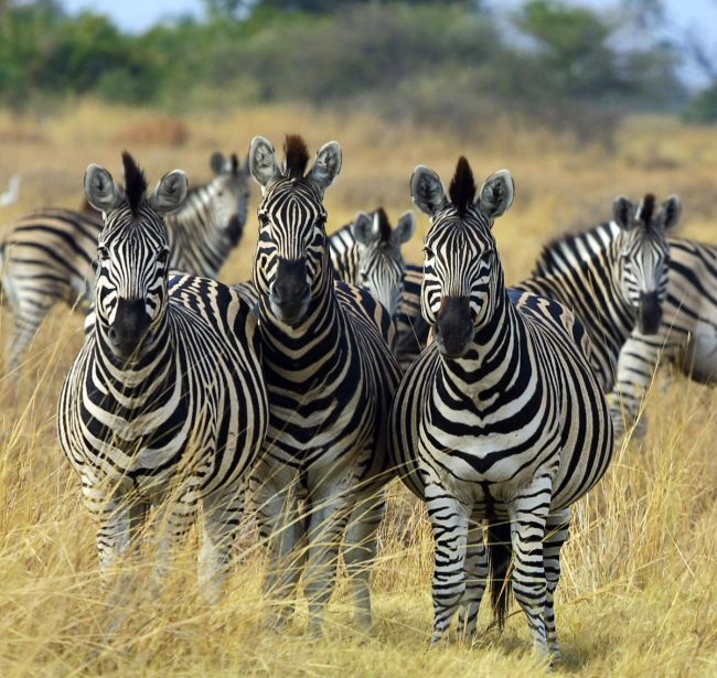 Finalmente han scoperto perché la zebra ha il manto a strisce Prima