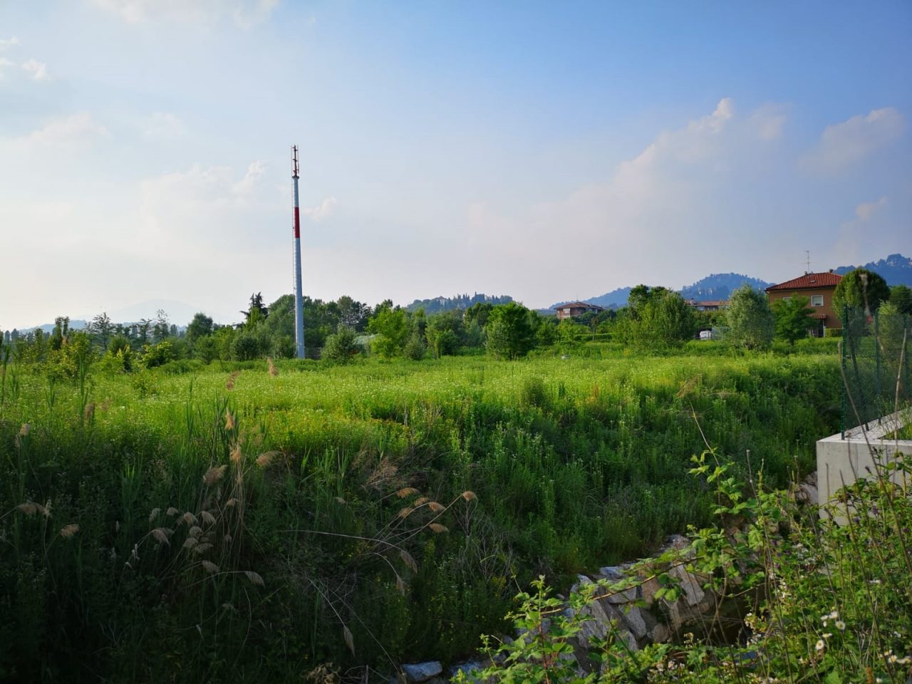 I 7 mila nuovi alberi son quasi tutti morti (e noi l’avevamo detto…)