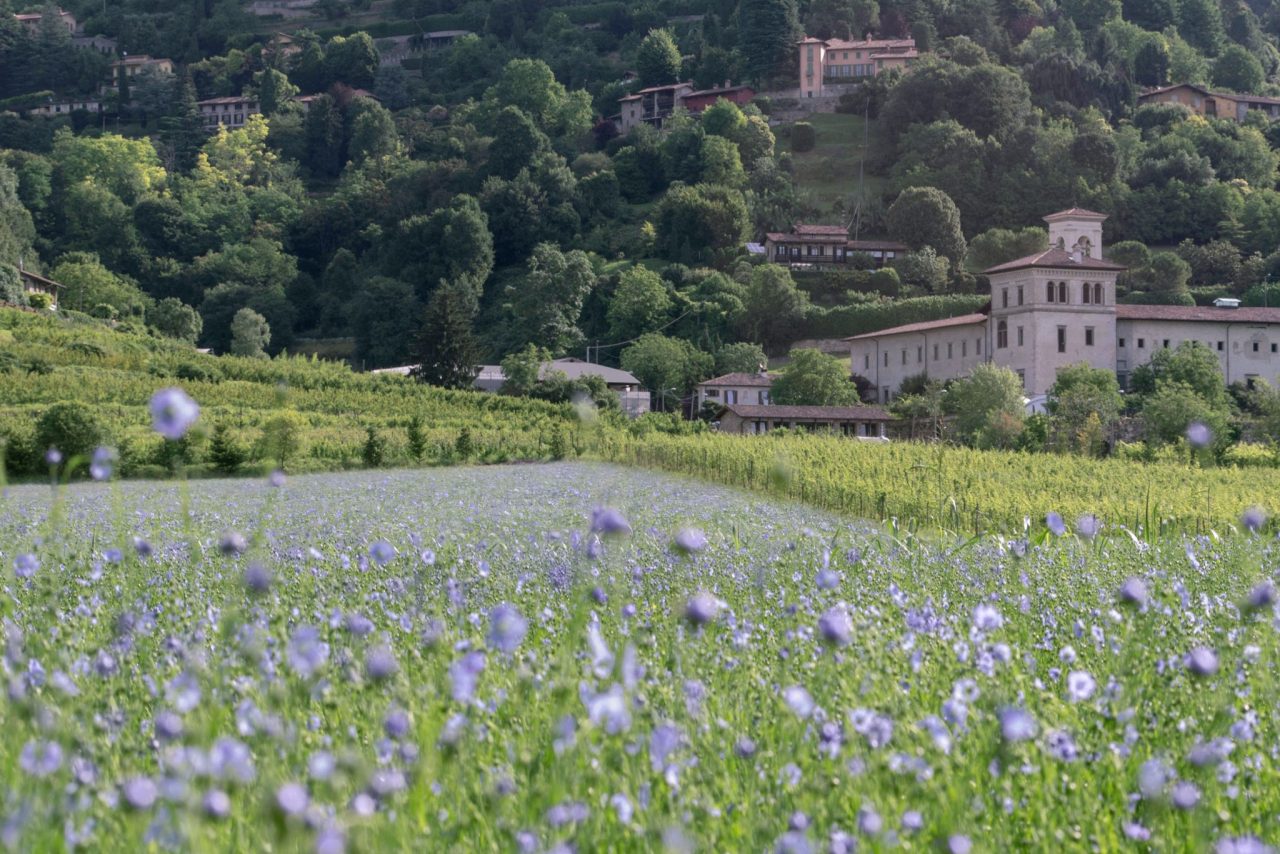 Un campo di lino ad Astino Sogno ora diventato realtà