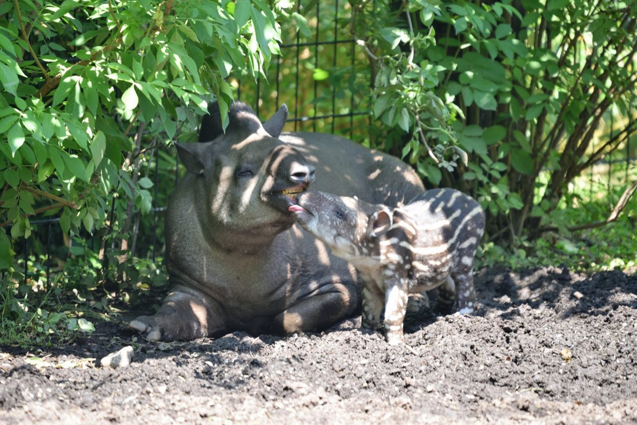 Il benvenuto alla piccola tapira Lodi Parco Le Cornelle, nascita inattesa