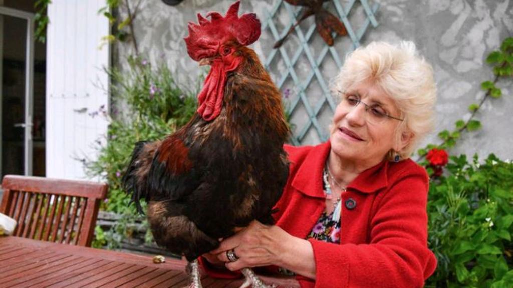 Il canto del gallo Maurice emblema di una Francia sempre più divisa