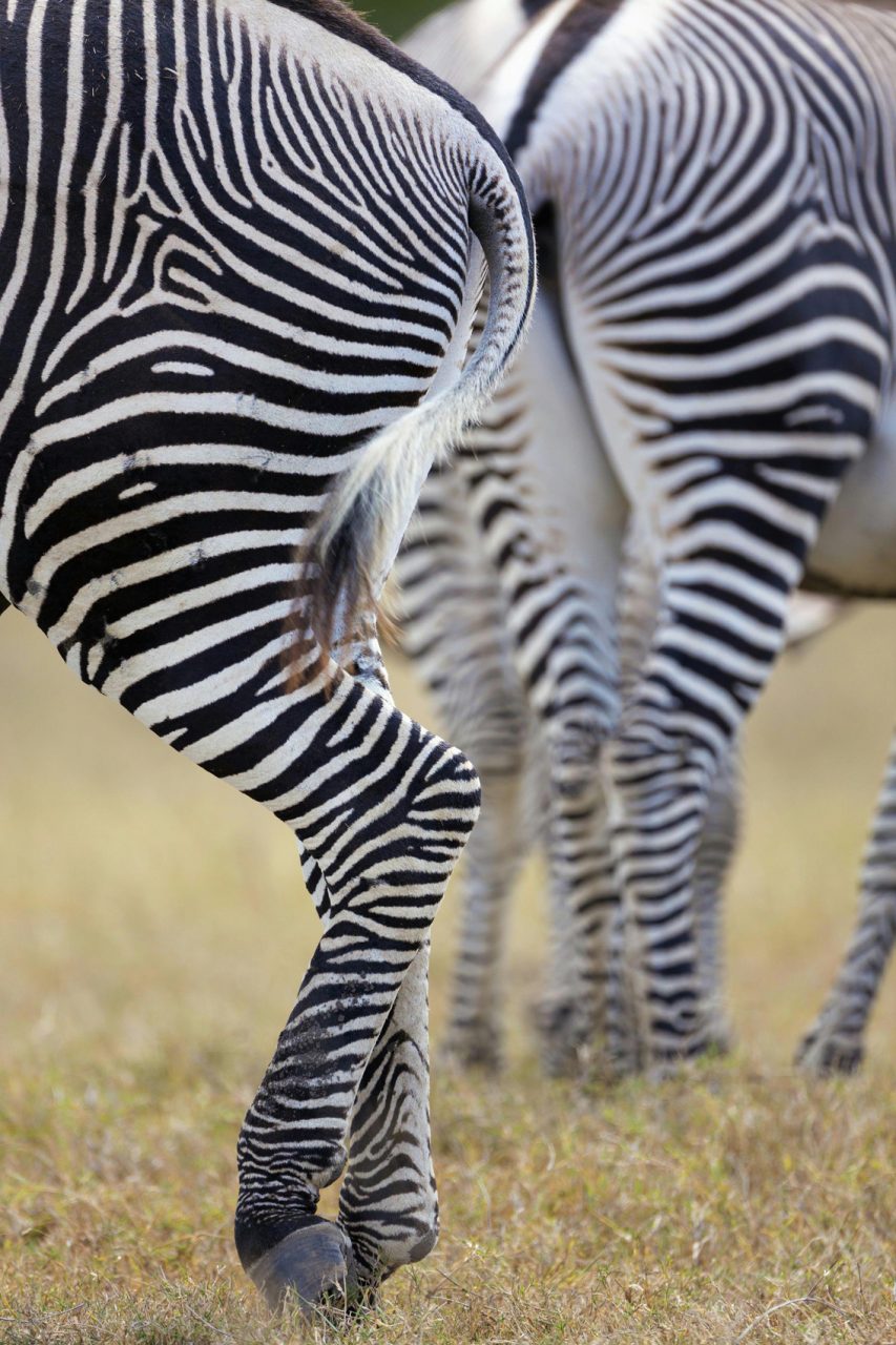 Finalmente han scoperto perché la zebra ha il manto a strisce