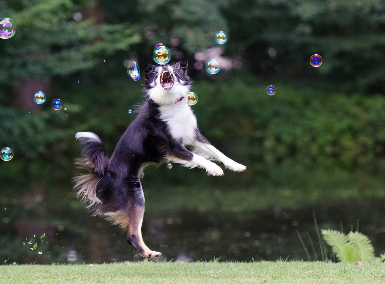 I migliori consigli per crescere un cucciolo di Border Collie