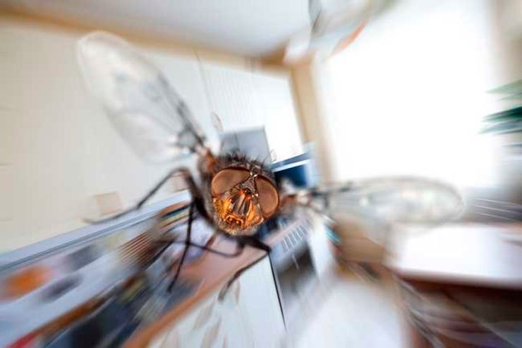 A Lallio c’è un’invasione di mosche (e sono pure di quelle resistenti!)