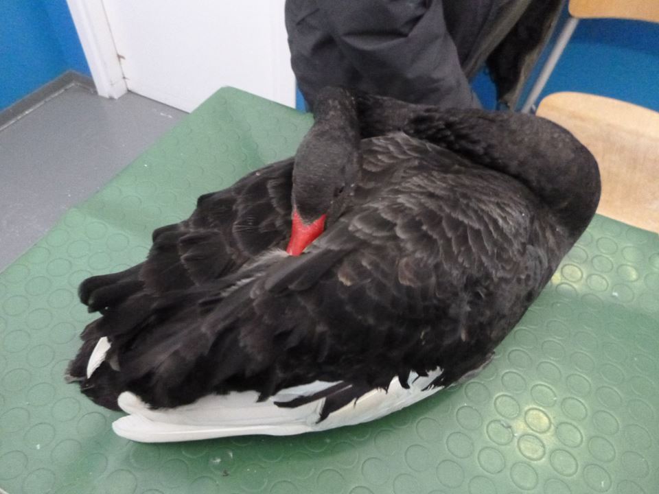 Il cigno nero Pol cerca fidanzata ad Alzano. Ma non è così semplice