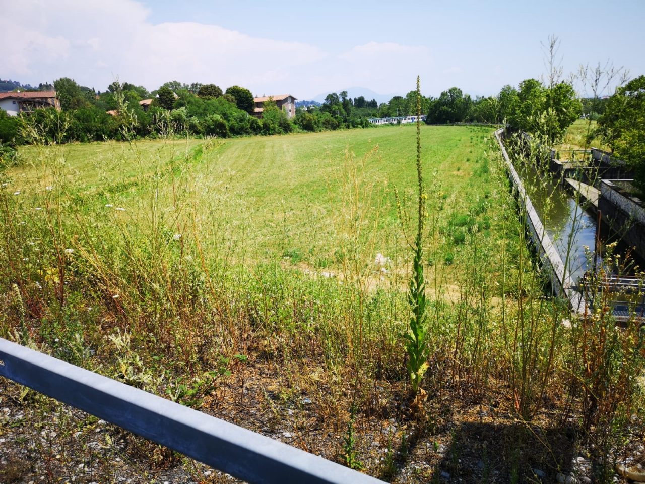I 7 mila nuovi alberi? Al Polaresco li hanno tagliati con l’erba alta