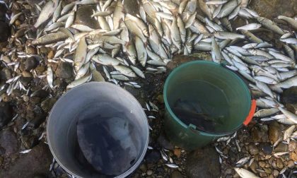 Serio, strage di pesci a Grassobbio Ma sulle responsabilità si annaspa