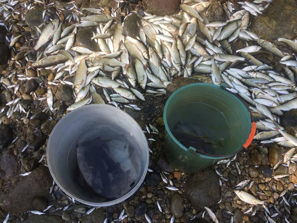 Serio, strage di pesci a Grassobbio Ma sulle responsabilità si annaspa