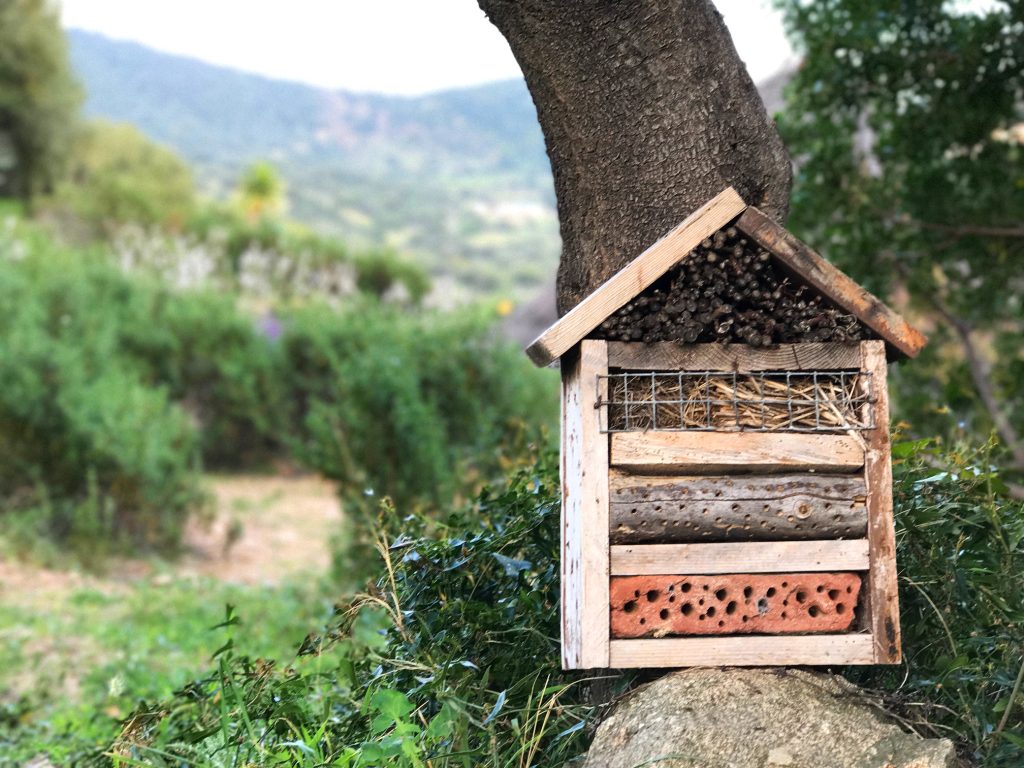 Una sagra dedicata agli insetti Si studiano e… si mangiano