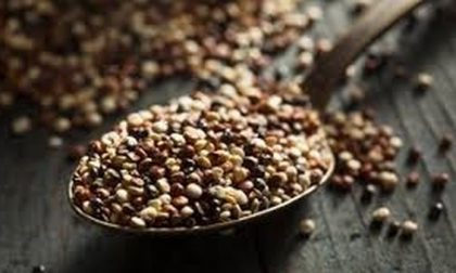 Si chiama quipu, è la quinoa italiana