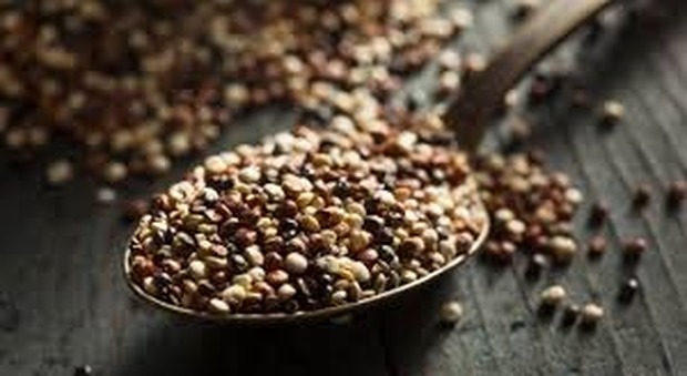 Si chiama quipu, è la quinoa italiana