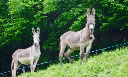 Il Palio degli Asini di Songavazzo Una festa nata per divertimento