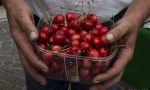 Torna l’autoraccolta di ciliegie all’Azienda Agricola Sant'Anna