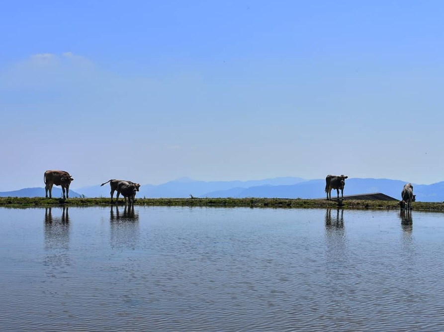 Mucche al pascolo sulla Presolana – Stefano Cambareri
