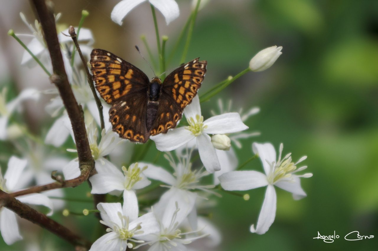 Elegante volo in Val Parina – Angelo Corna