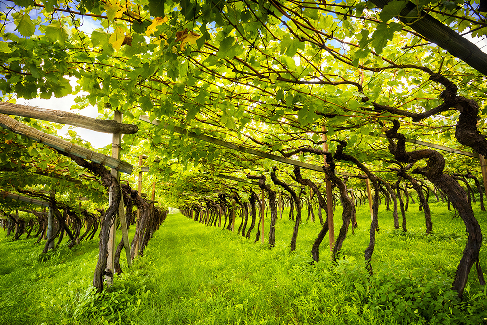 Trentino da scoprire: tra natura attrazioni ed enogastronomia