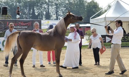 Country suona meglio di rurale Fiera di Sant’Alessandro al via