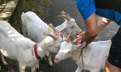 La coppia di Mozzo che ha salvato tre caprette che s'erano perse