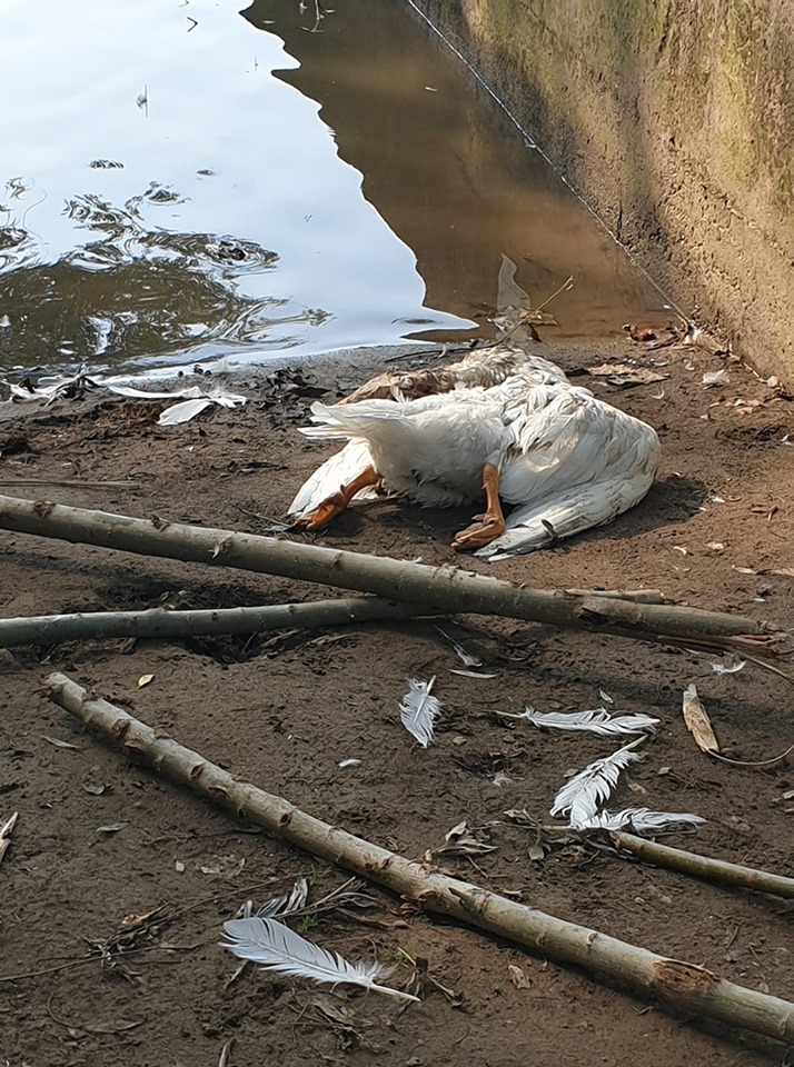 Oca uccisa ad Alzano: telecamere? Il sindaco frena sulla proposta