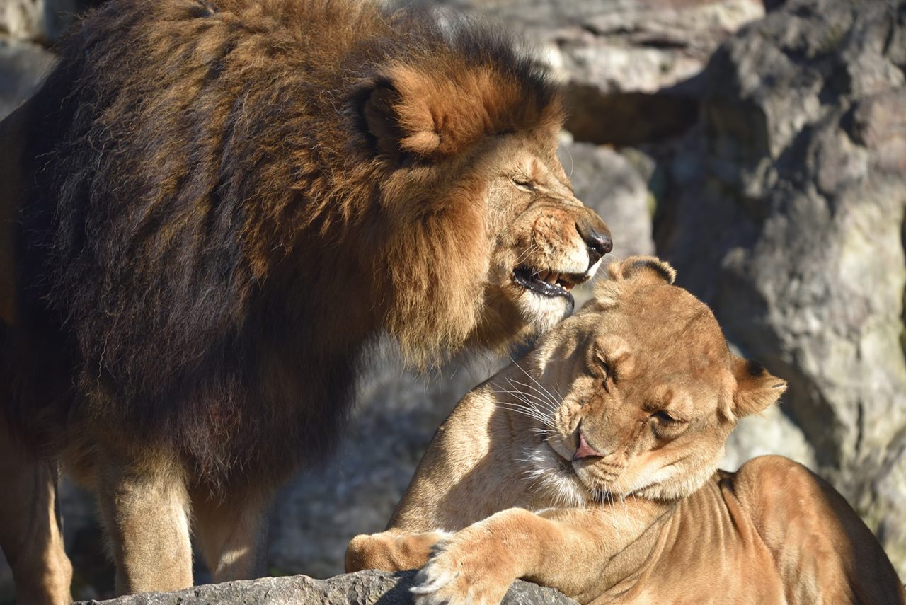 Se volete conoscere elefanti e leoni meglio che andiate a Le Cornelle
