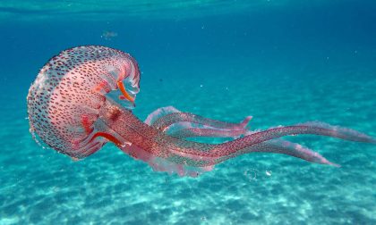 Faccia a faccia con una medusa? Come combattere la sua "pizzicata"