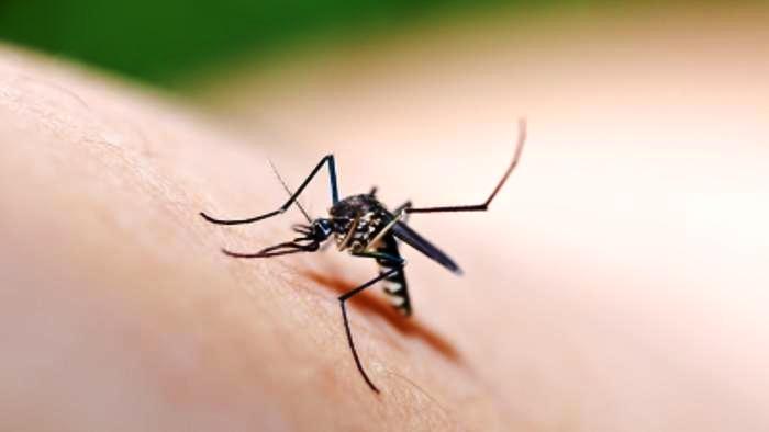 Per il Comune non ci sono zanzare Ma allora com’è che ci pungono?