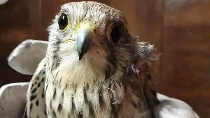 Fara, trovato un rapace ferito Salvato e portato all’Oasi Wwf