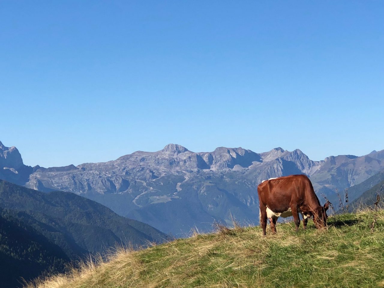 Finti pastori per avere i contributi europei: smascherate 88 aziende agricole, due bergamasche