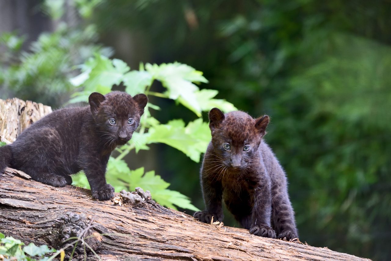 Doppio fiocco al parco Le Cornelle Nati due cuccioli di pantera nera