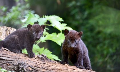 Doppio fiocco al parco Le Cornelle Nati due cuccioli di pantera nera