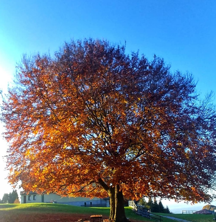 Magie d’autunno ad Aviatico – Diego Carrara