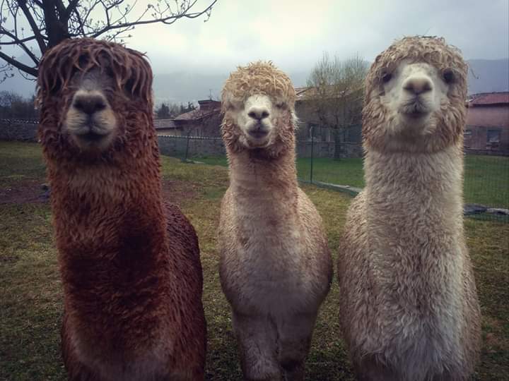 Che ci fa una alpaca a Casnigo? È il futuro della Val Gandino