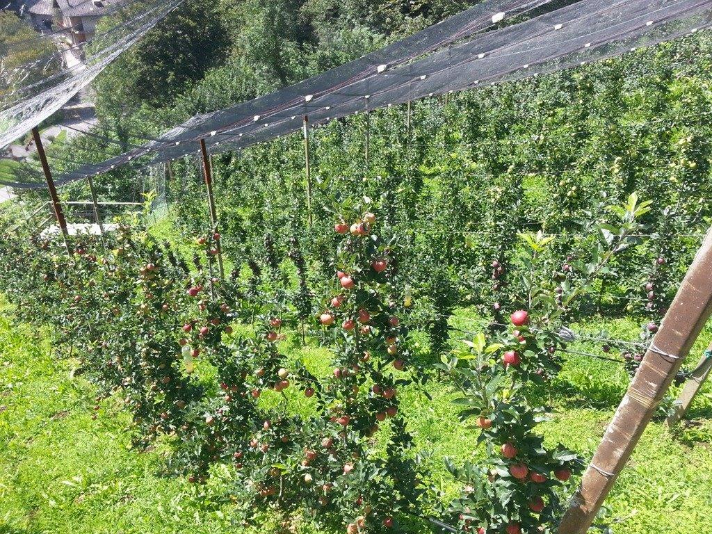 Una festa di sapori in Val Brembana Ebbene sì, torna la Sagra della Mela