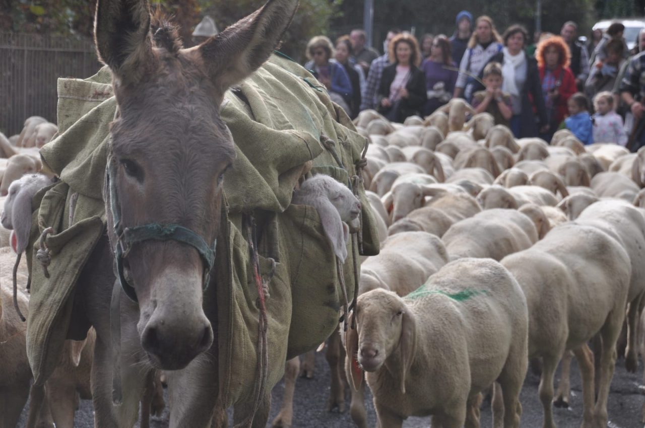 In arrivo dei giorni… da pecora Torna il Festival del Pastoralismo