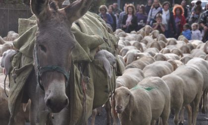 In arrivo dei giorni... da pecora Torna il Festival del Pastoralismo