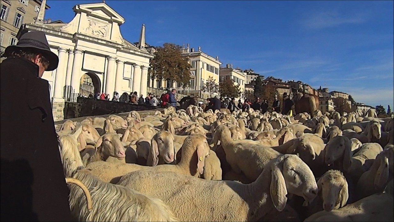 Le mucche sfilano in Città Bassa Le pecore passano tra le Mura