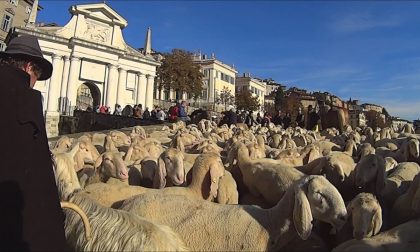 Le mucche sfilano in Città Bassa Le pecore passano tra le Mura