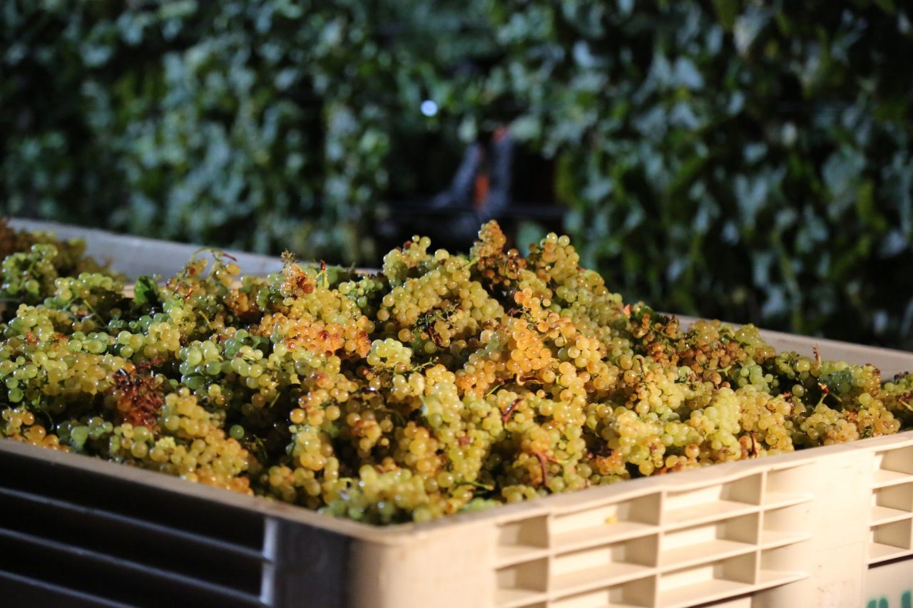 Vino, produzione in calo del 16% Un focus sullo Chardonnay