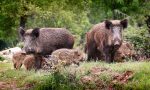 Perché siamo invasi dai cinghiali? «La colpa è degli stessi cacciatori»