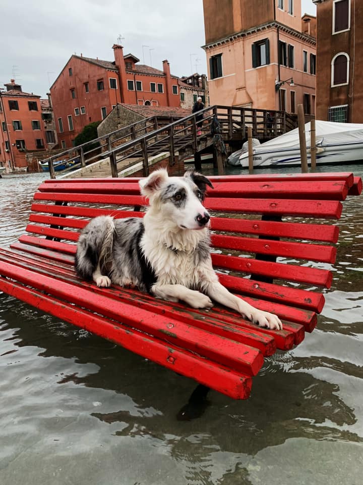 Cinque notizie che non lo erano Il cane abbandonato a Venezia