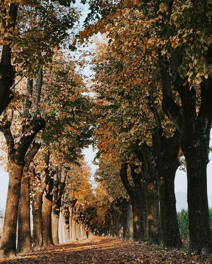 Vibrazioni autunnali – Eleonora Simonetto