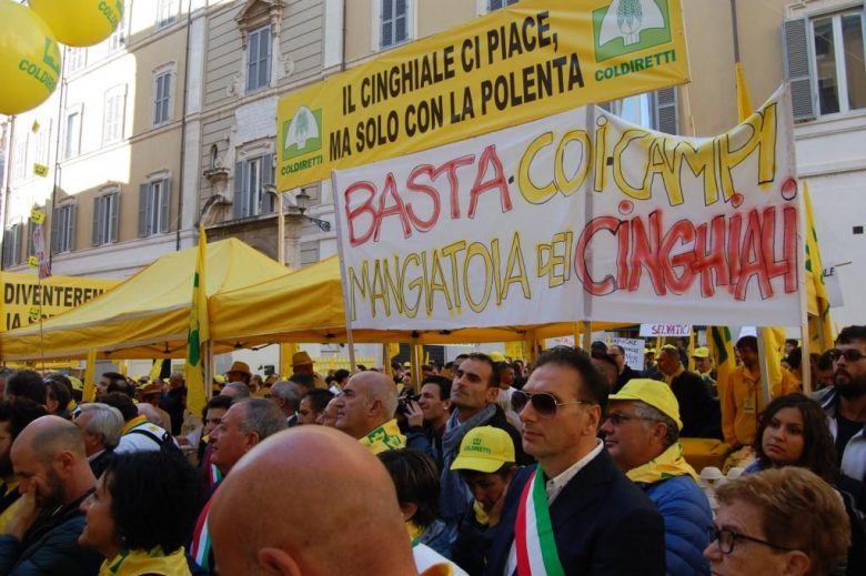 I cinghiali ormai pascolano in città Fermateli. Sono fuori controllo